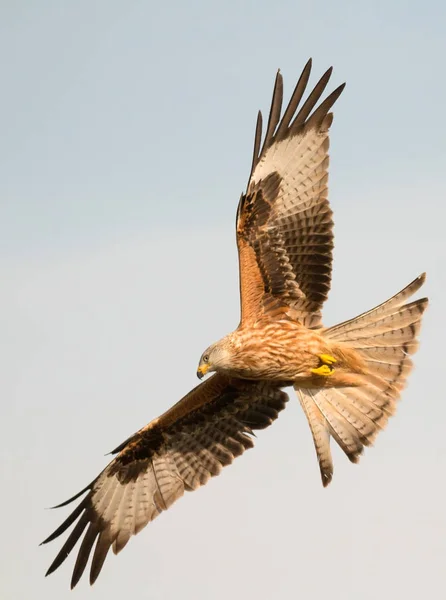 飛行中の獲物の鳥 — ストック写真