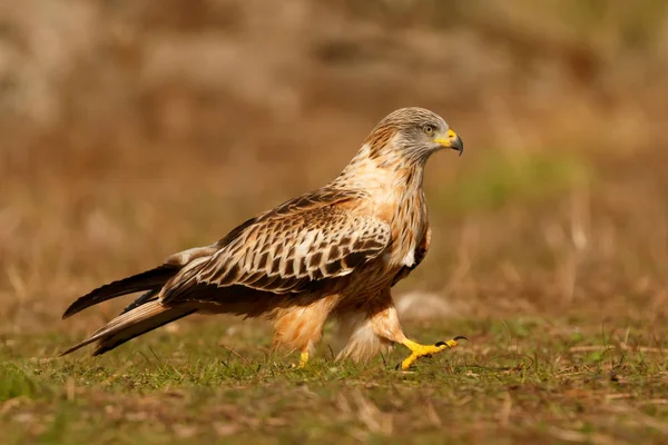 Porträt Eines Turmfalken Mit Schönem Gefieder Auf Gras — Stockfoto