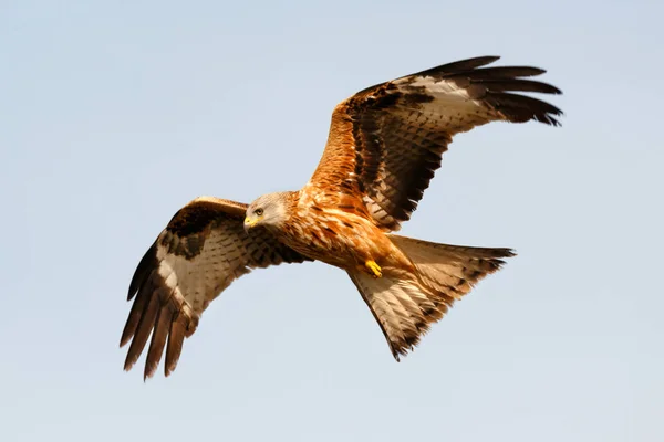 Rovfågel under flygning — Stockfoto