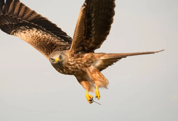 Bird of prey in flight — Stock Photo, Image