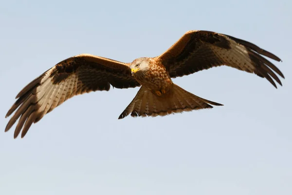 Rovfågel under flygning — Stockfoto