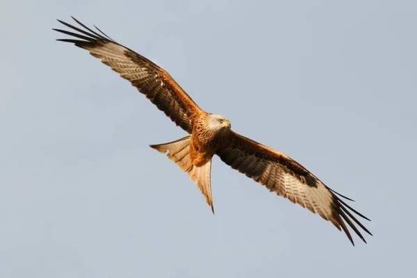 Uccello rapace in volo — Foto Stock