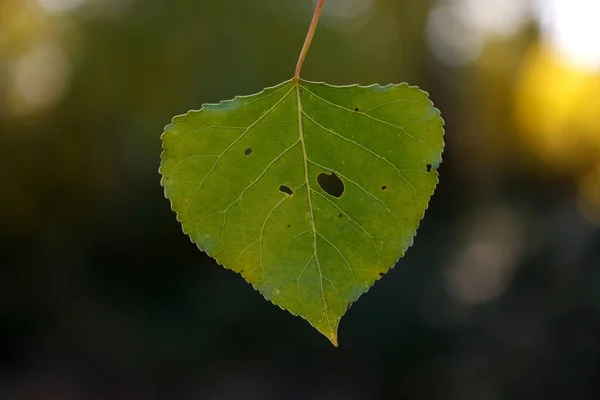 Detailní Záběr Čerstvé Zelené Listy Tapety — Stock fotografie