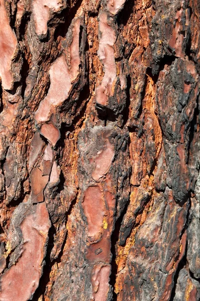 Closeup Wooden Bark Texture Old Pine Tree Detail — Stock Photo, Image