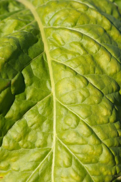 Feuille Tabac Verte Ridée — Photo