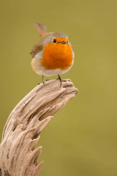 Vacker liten fågel — Stockfoto