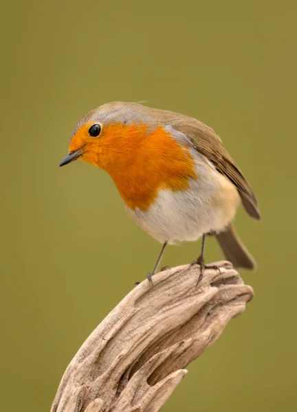 Pássaro pequeno bonito — Fotografia de Stock