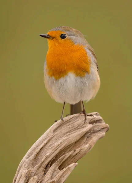 Pássaro pequeno bonito — Fotografia de Stock