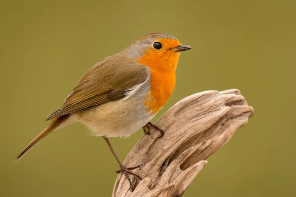 Beautiful small bird — Stock Photo, Image