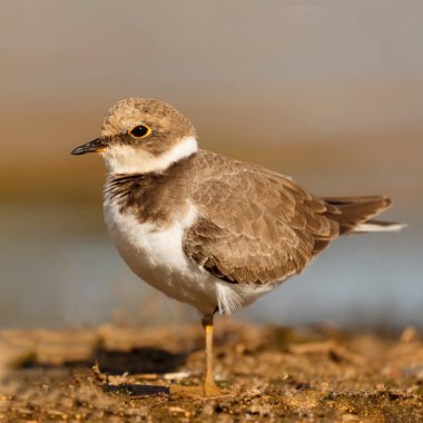 Küçük şirin su kuş