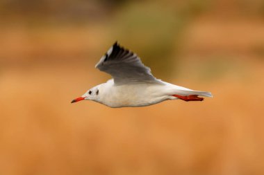 vahşi doğal yaşam uçan martı 