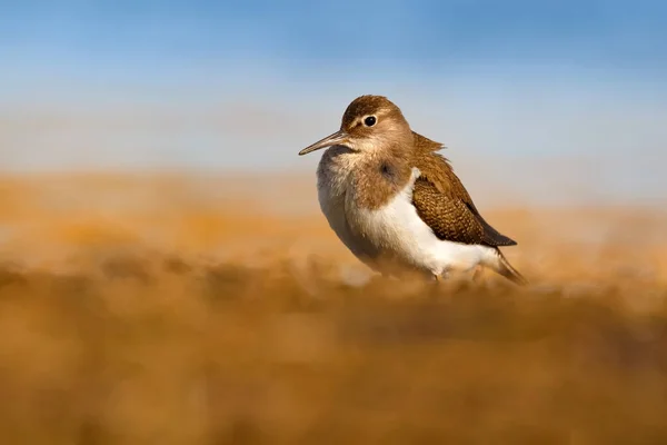 Όμορφη Καλοβατικό Πτηνό Στο Έδαφος Κοινή Sandpiper — Φωτογραφία Αρχείου