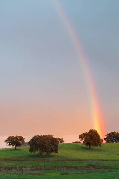 Wunderschöne Landschaft Mit Traumhaftem Regenbogen Blauem Himmel Und Grünen Bäumen — Stockfoto