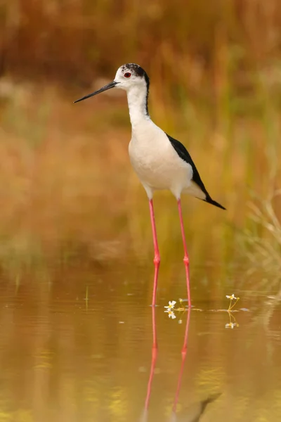 Stilt standing in pond — Stock Photo, Image