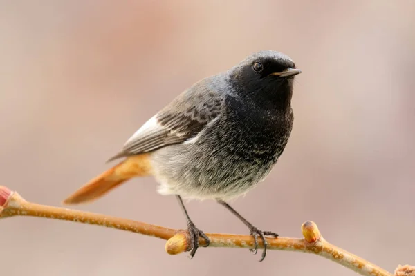 Uccello piccolo su ramo — Foto Stock