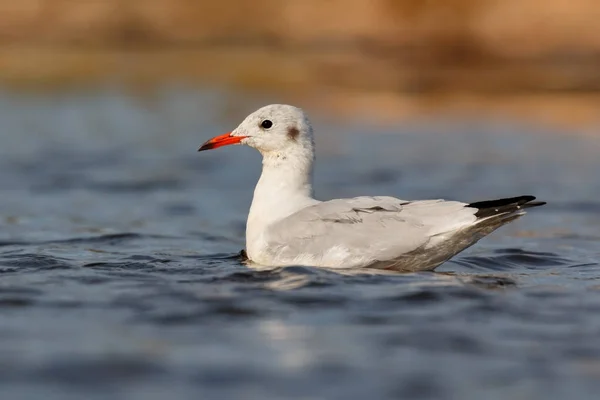 Pájaro Gaviota Salvaje Agua Azul —  Fotos de Stock