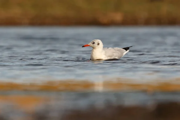 Pájaro Gaviota Salvaje Agua Azul —  Fotos de Stock