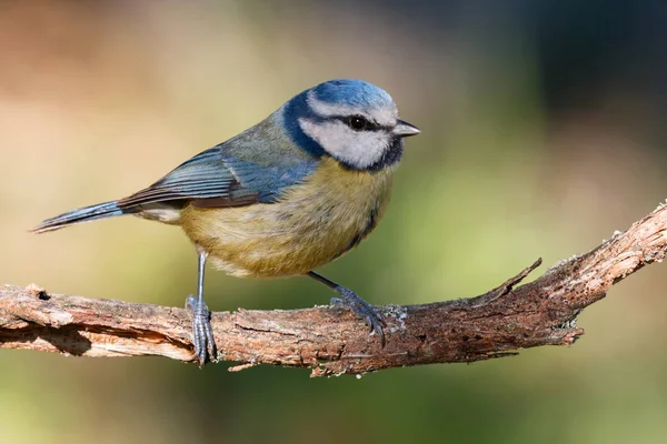 Belle Mésange Bleue Perchée Sur Branche Avec Fond Vert Non — Photo