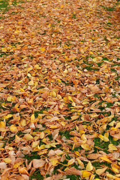 Jesienne liście na zielonej trawie — Zdjęcie stockowe