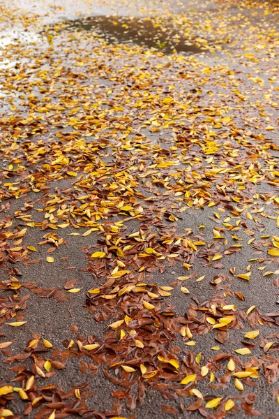 Autumn listowie na asfalt — Zdjęcie stockowe