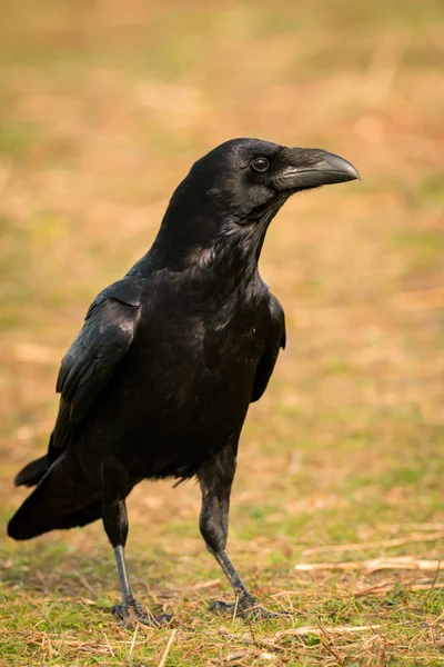 Piumaggio Nero Corvo Habitat Naturale — Foto Stock