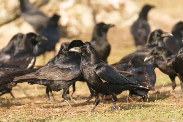 Группа чёрных ворон — стоковое фото