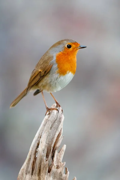 Beautiful small bird — Stock Photo, Image