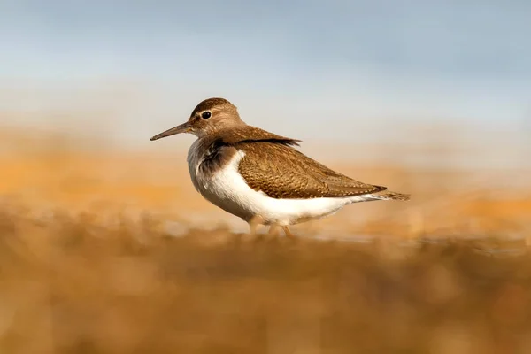Όμορφη Καλοβατικό Πτηνό Στο Έδαφος Κοινή Sandpiper — Φωτογραφία Αρχείου