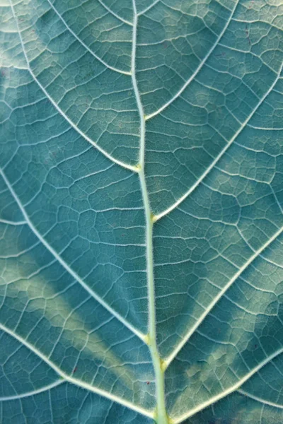 Dettaglio Foglia Verde Fresco Carta Parati — Foto Stock