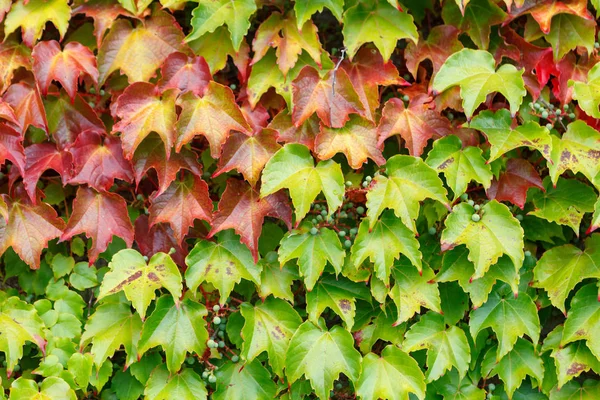 Folhas Hera Vermelha Verde Papel Parede Natureza — Fotografia de Stock