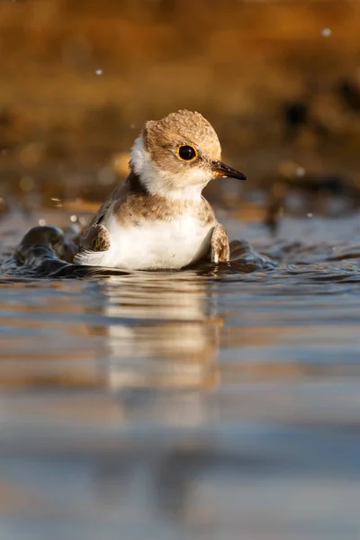 Pájaro acuático lindo —  Fotos de Stock