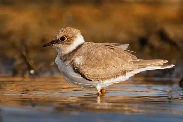 Pájaro acuático lindo —  Fotos de Stock