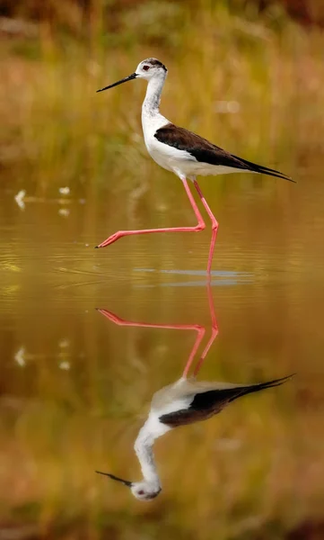 Stilt stående i damm — Stockfoto