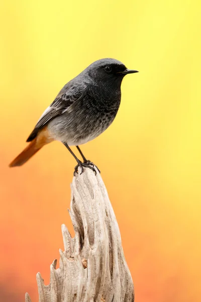 Bellissimo uccellino — Foto Stock
