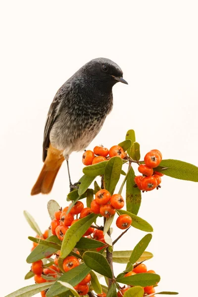 Mooie kleine vogel — Stockfoto