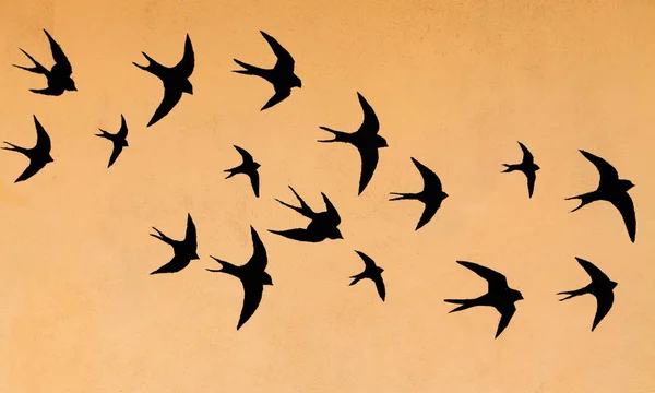 Silhouettes Many Swallows Orange Sunset Sky Background — стоковое фото