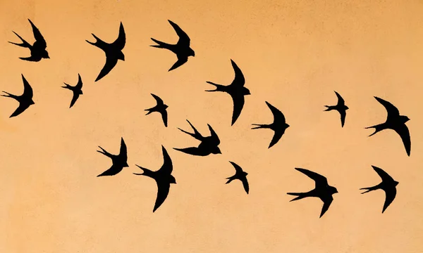 Silhouettes Many Swallows Orange Sunset Sky Background — Stock Photo, Image