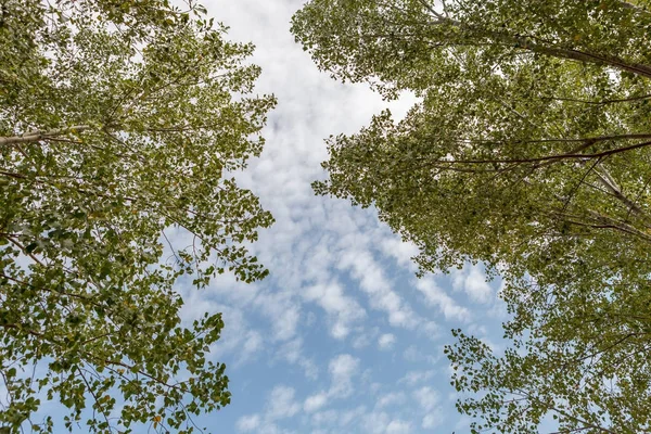 Beautiful Trees Green Foliage Blue Sky — Stock Photo, Image