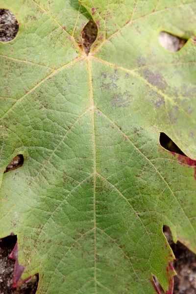 Detail Čerstvé Zelené Listy Tapety — Stock fotografie