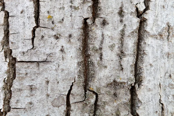 Closeup Wooden Bark Texture Old Tree Detail — Stock Photo, Image