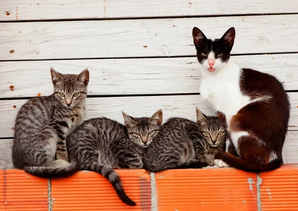 Beyaz Arka Plan Ahşap Tuğla Üzerinde Sevimli Kediler Ailesinin — Stok fotoğraf