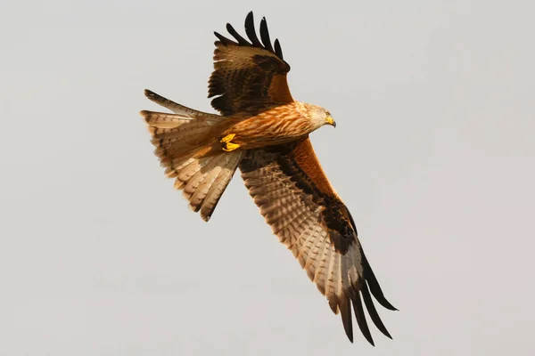 Bird of prey in flight