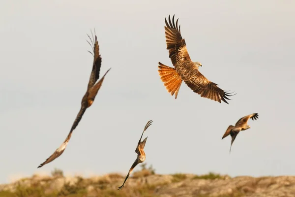 Aves de rapina em voo — Fotografia de Stock