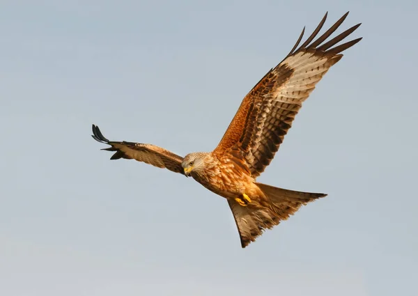 Greifvogel im Flug — Stockfoto