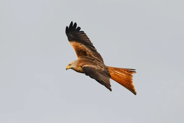 Greifvogel im Flug — Stockfoto