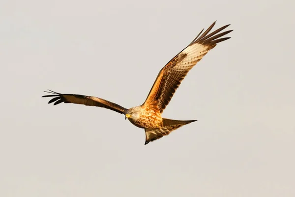 Bird of prey in flight — Stock Photo, Image