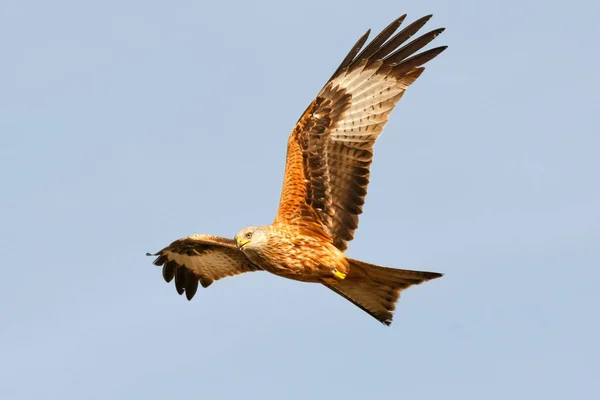 Roofvogel tijdens de vlucht — Stockfoto