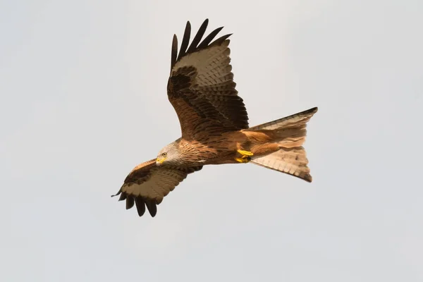 Ave de presa en vuelo — Foto de Stock