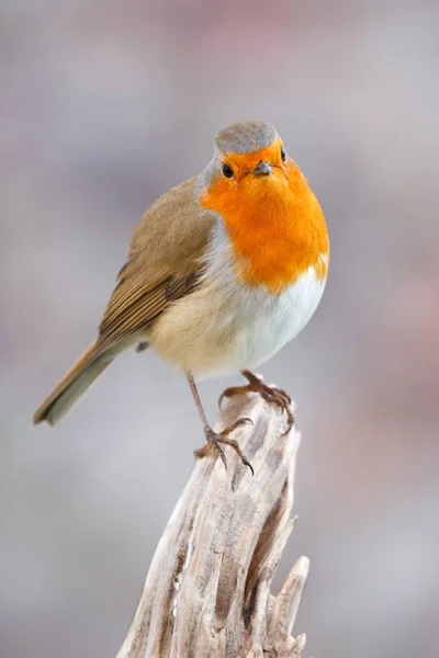 Pássaro pequeno bonito — Fotografia de Stock