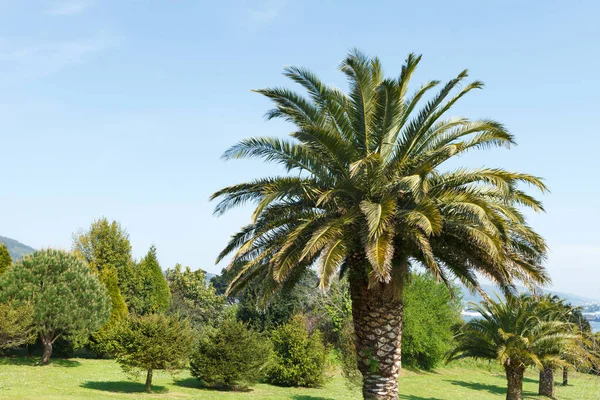 Beautiful Palm Tree Growing Green Countryside — Stock Photo, Image